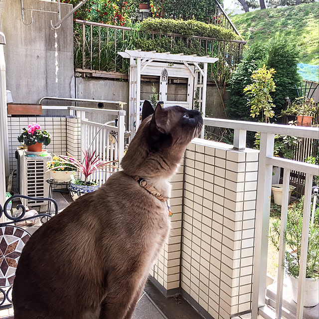 dodoさんの実例写真