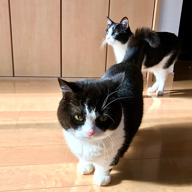 butachanさんの実例写真