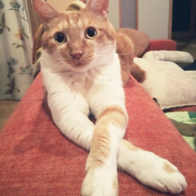 k.namiさんの実例写真