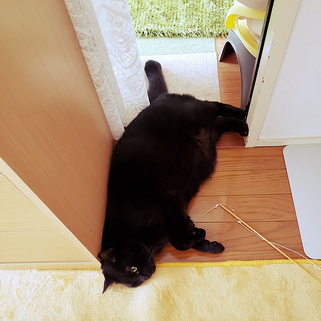 usaginomiyaさんの実例写真