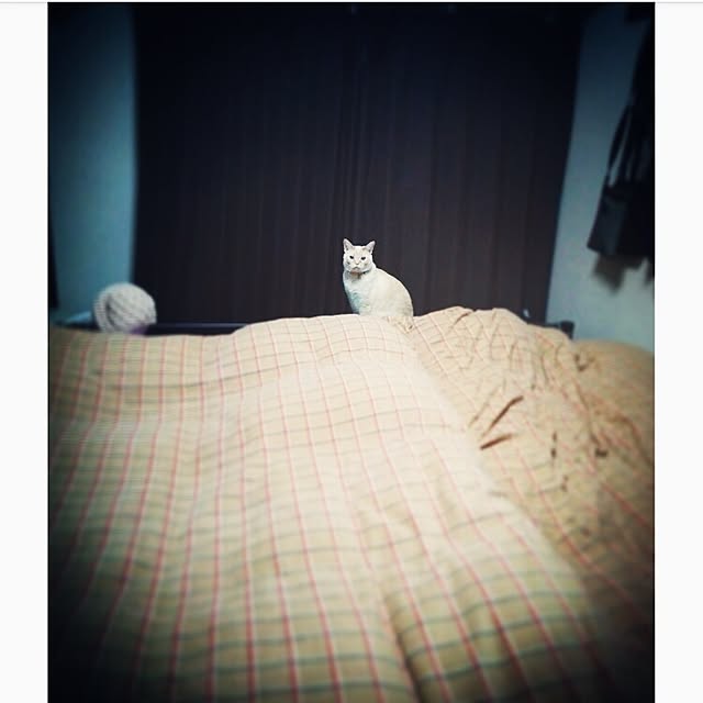 mntcさんの実例写真