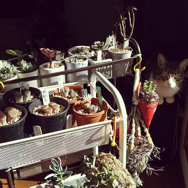 caffeineさんの実例写真