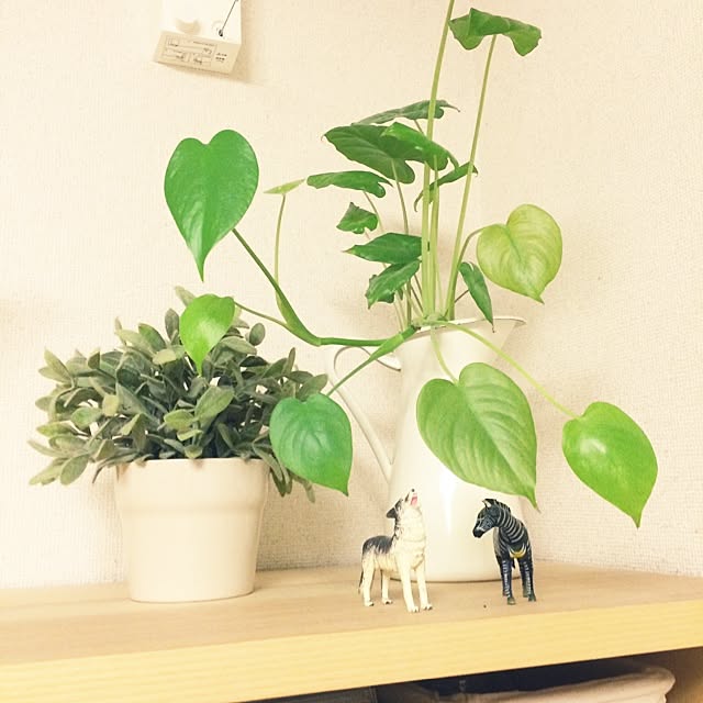Miekoさんの実例写真