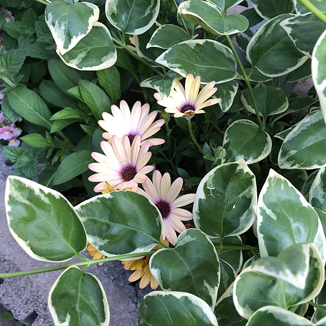 nakabaさんの実例写真