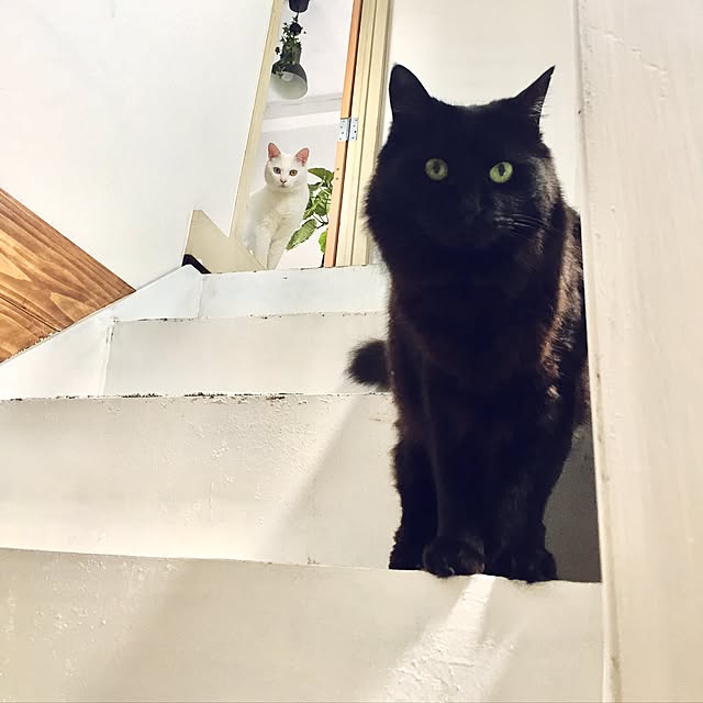 catsmamさんの実例写真