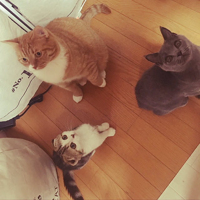 CATさんの実例写真