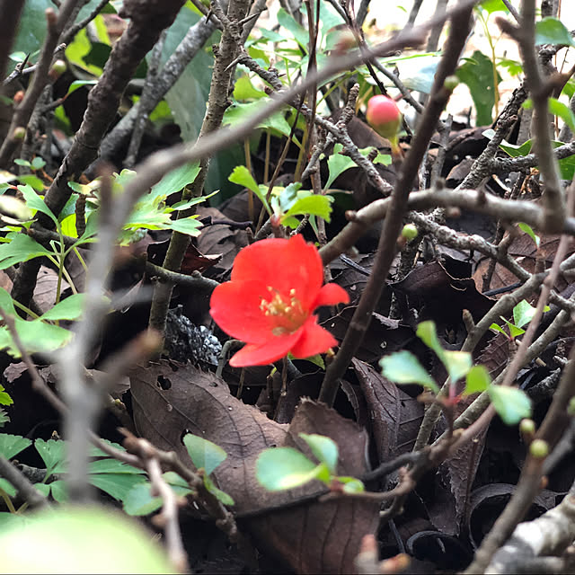 sakakenさんの実例写真