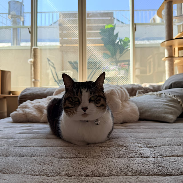 kokkomachaさんの部屋