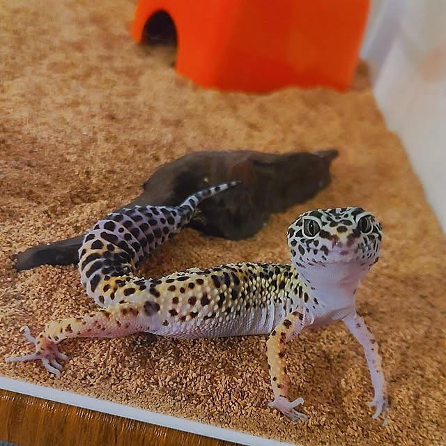 r0siereさんの部屋