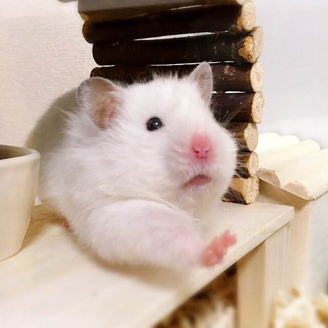 DORAさんの実例写真