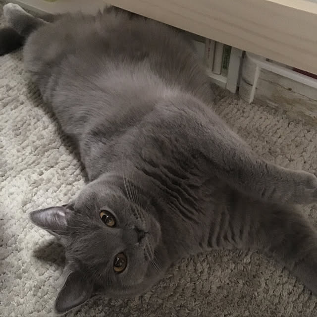 fionaさんの実例写真