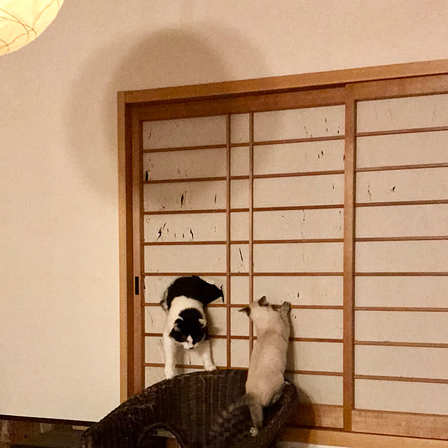 butachanさんの実例写真