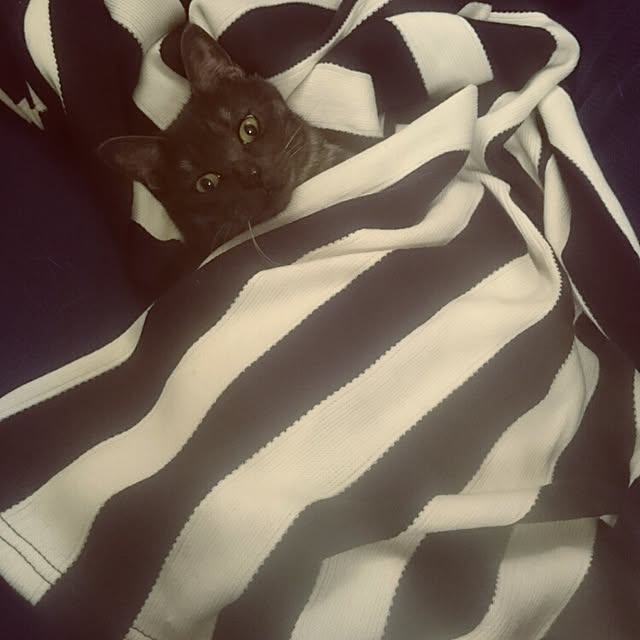 ALICEさんの実例写真
