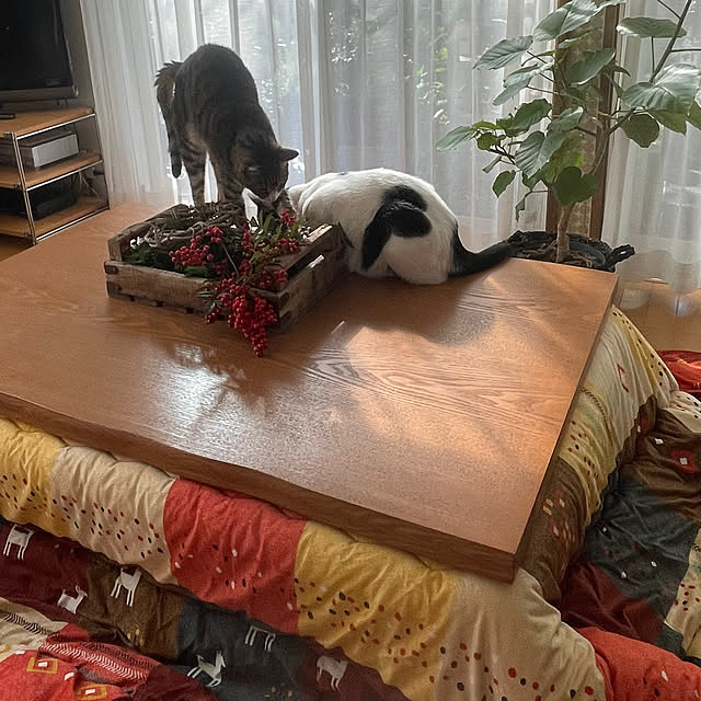 nobikoさんの部屋