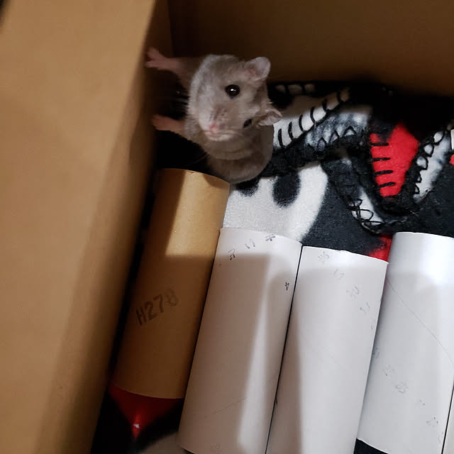BAZさんの実例写真