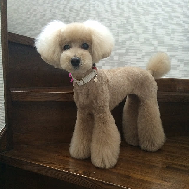 yoko_style.familyさんの実例写真