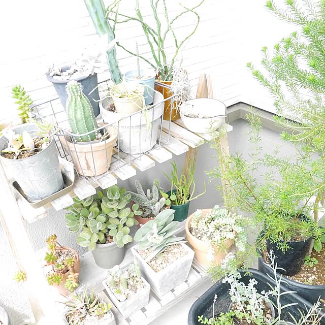 玄関/入り口/植物のある暮らし/日替わり投稿企画!木曜日/植物/多肉植物...などのインテリア実例 - 2017-07-20 15:23:10