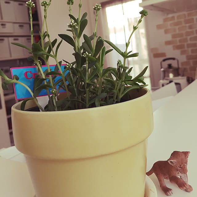 Yukariさんの実例写真