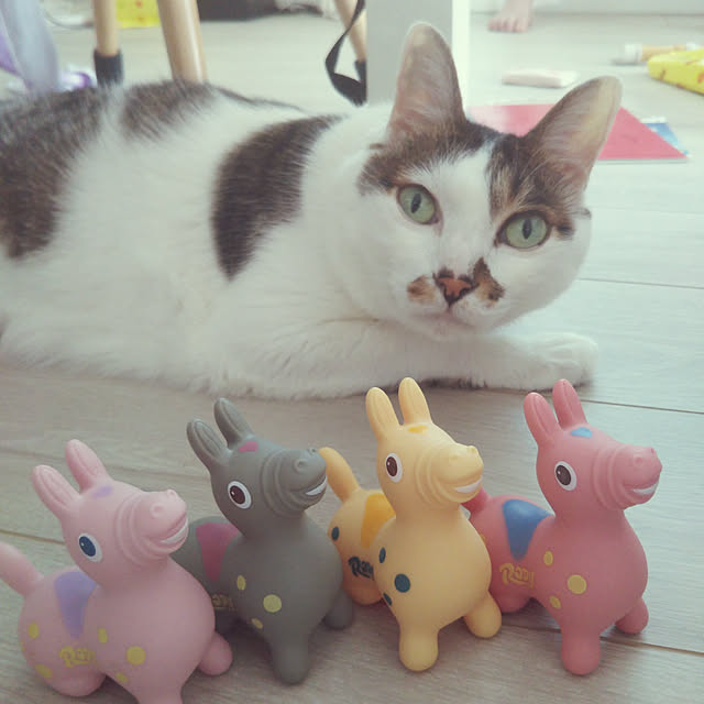 Sakasanさんの実例写真