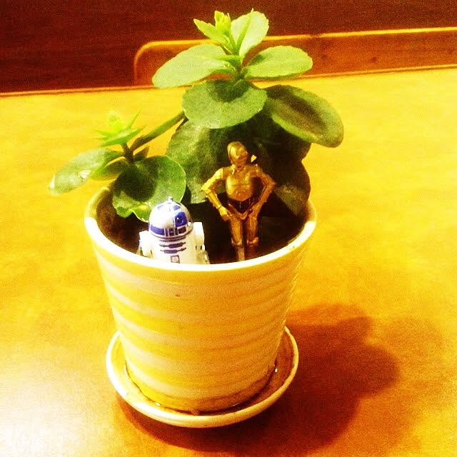 Shinichiroさんの実例写真