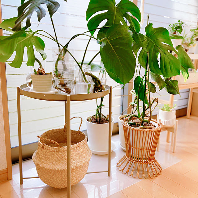 観葉植物 カフェテーブルのおすすめ商品とおしゃれな実例 観葉植物 カフェテーブルのおすすめ商品とおしゃれな実例