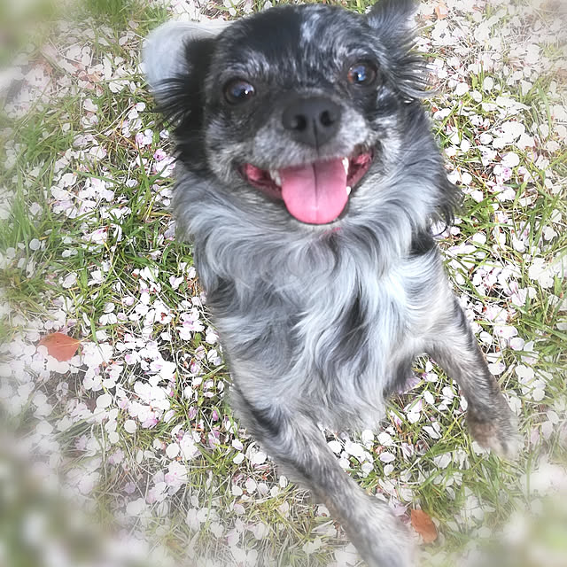 実例写真