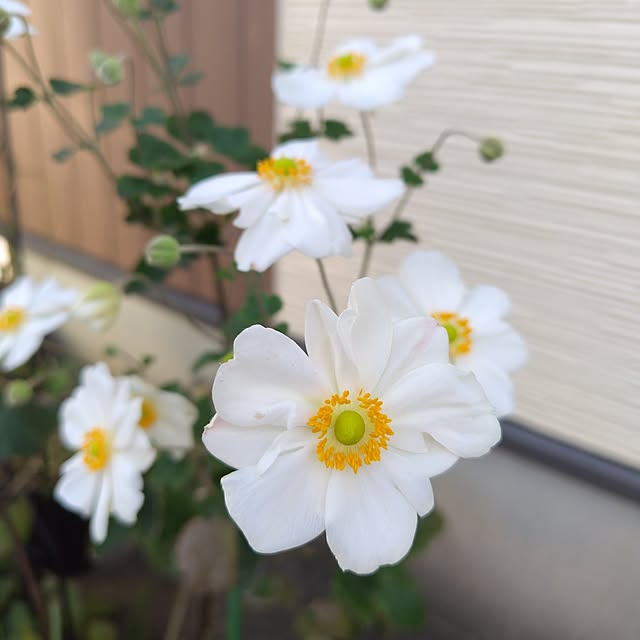 mutsuさんの実例写真