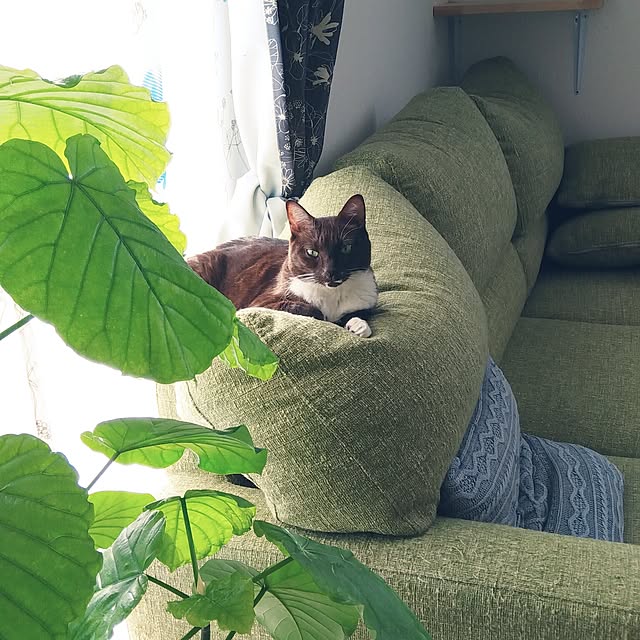 Gomaさんの実例写真