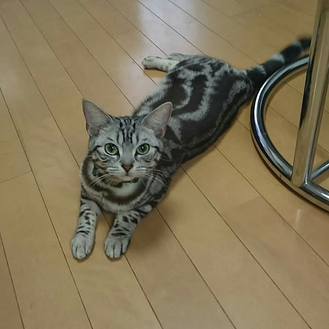 CatClipさんの実例写真
