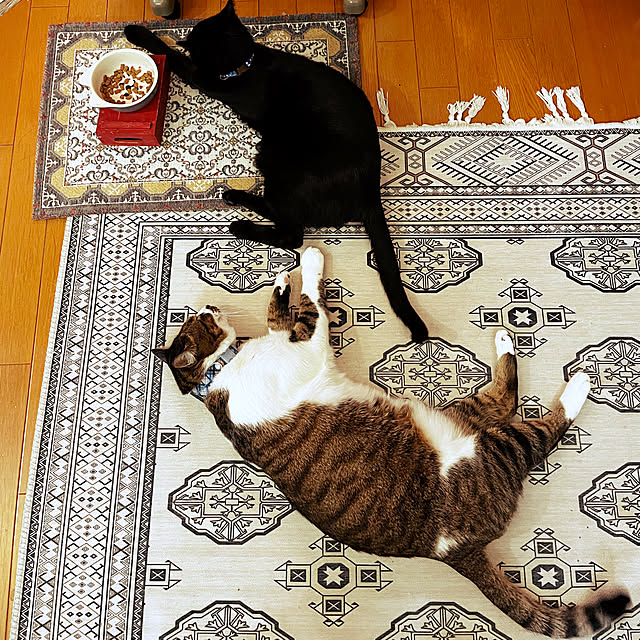 jijiさんの実例写真