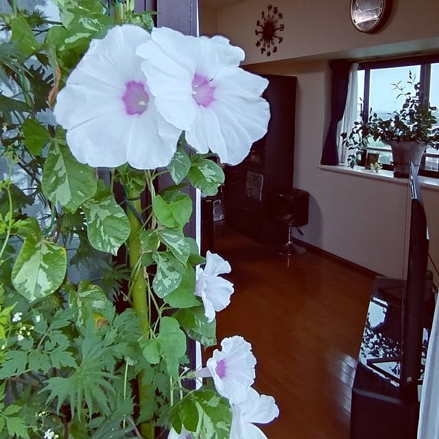 NOAHさんの実例写真