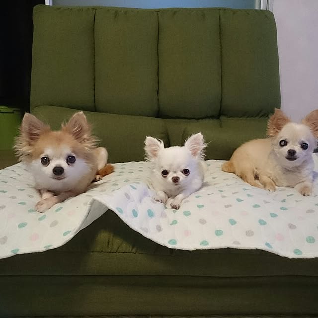 chibiさんの実例写真