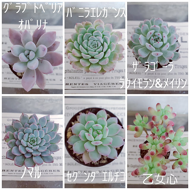 玄関/入り口/多肉植物♥︎/エケベリア大好き♡のインテリア実例 - 2022-11-16 17:05:51