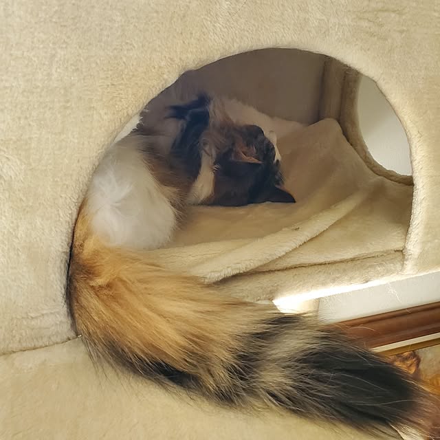 muku+maroさんの部屋