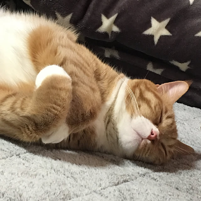 CATさんの実例写真