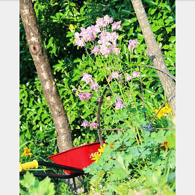 naho81078さんの実例写真