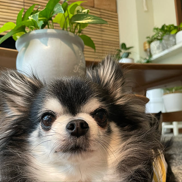 Harumiさんの実例写真
