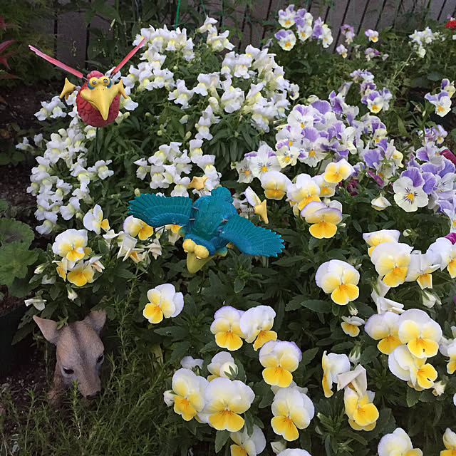 nonさんの実例写真
