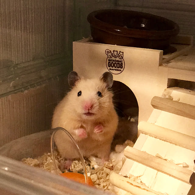 butachanさんの実例写真