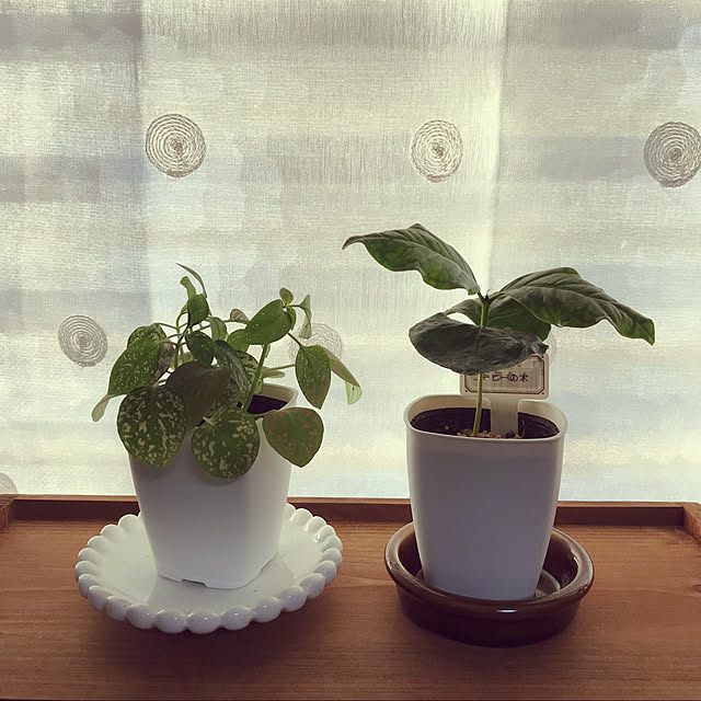 tekapoさんの実例写真