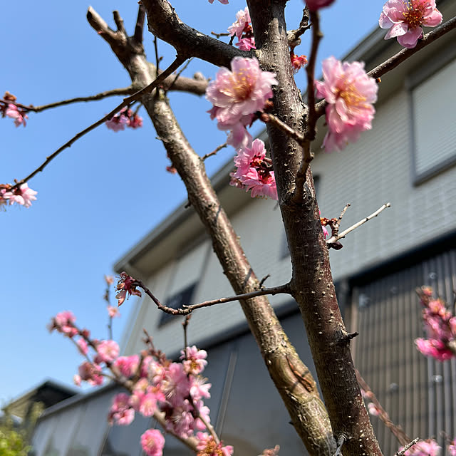 miyakoさんの部屋