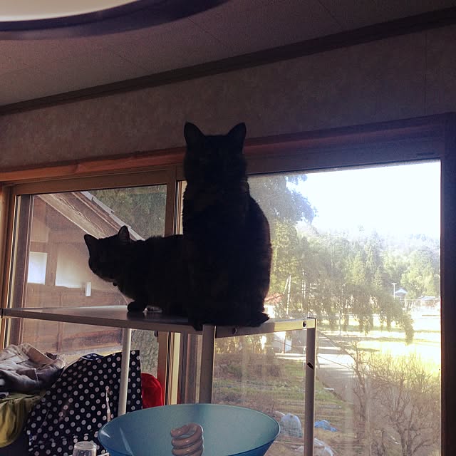 mayaさんの実例写真
