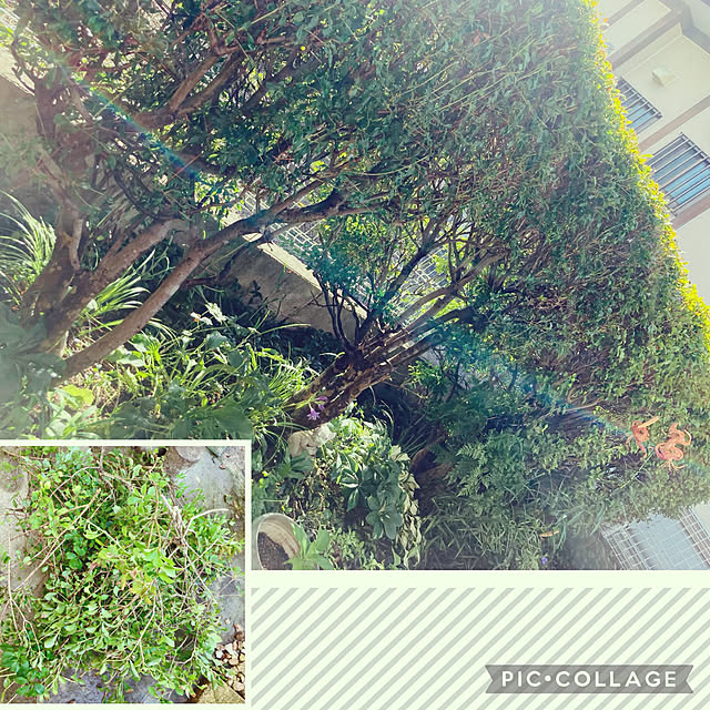CoCo0617さんの実例写真
