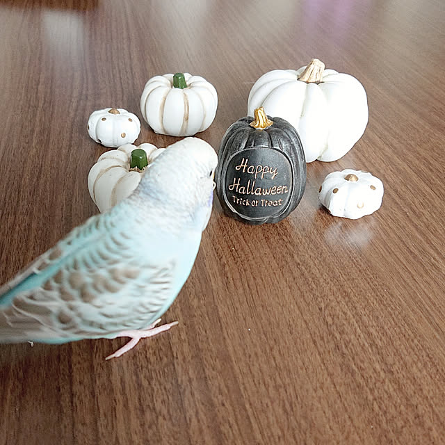 riceさんの実例写真