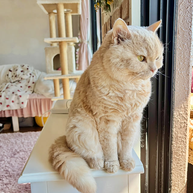 naokoさんの実例写真