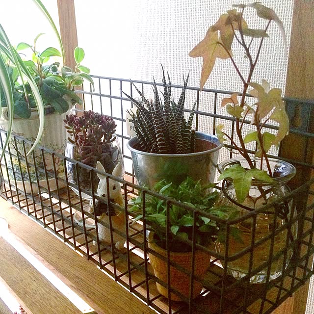 qurumiさんの実例写真