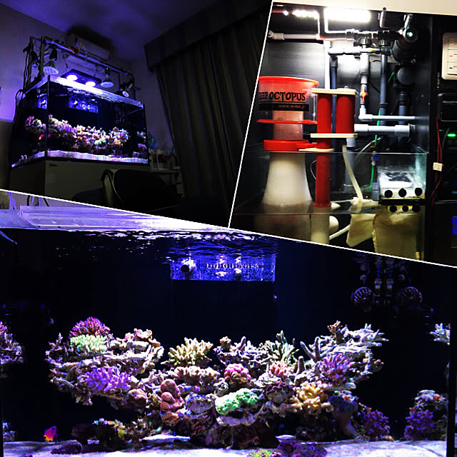 aquarium_seaさんの実例写真
