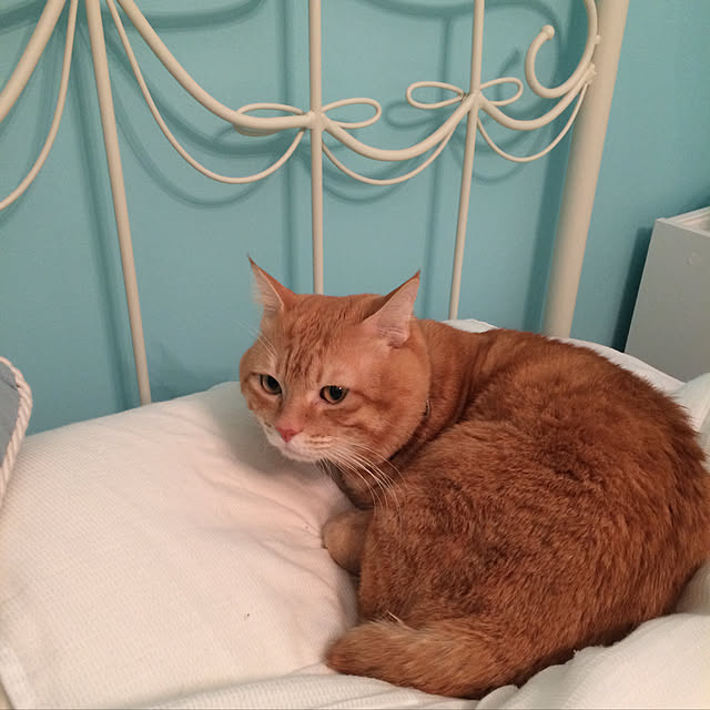 yunさんの実例写真