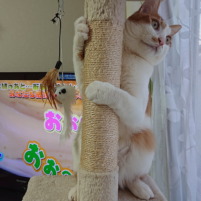 mugi77327732さんの実例写真