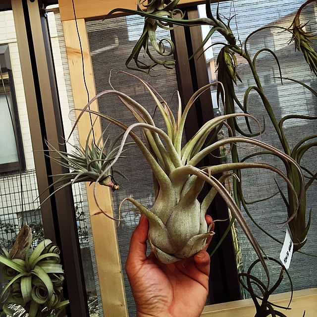S-Tillandsiaさんの実例写真